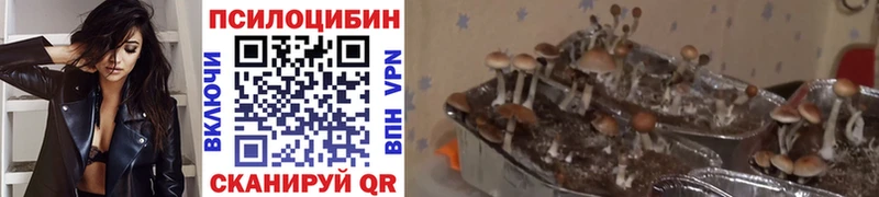 kraken ссылки  Гудермес  Галлюциногенные грибы мицелий 